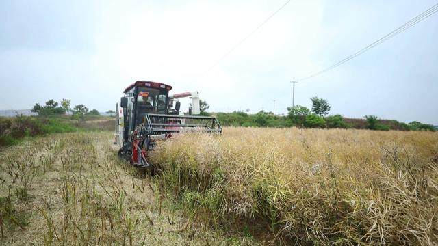 今年马鞍山市油菜实现面积、总产、单产“三增”